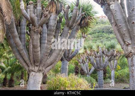 Dracaena Draco (Drago oder Dragon Tree) in Gran Canaria, Kanarische Inseln, Spanien Stockfoto