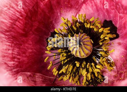 Poppy flower background Stockfoto