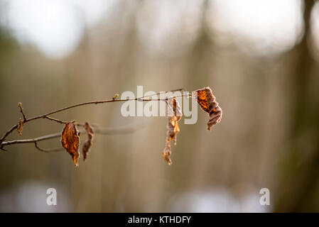 Herbstliche brwon Blätter in einer Waldlandschaft im Schnee, Oxford, Großbritannien Stockfoto
