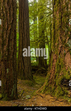 Alte Olivenhaine Naturlehrpfad obwohl alten Wachstum Wald in den Sol Duc Abschnitt der Olympic National Park, Washington, United States Stockfoto