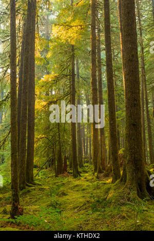 Alte Olivenhaine Naturlehrpfad obwohl alten Wachstum Wald in den Sol Duc Abschnitt der Olympic National Park, Washington, United States Stockfoto