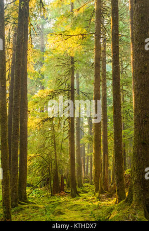 Alte Olivenhaine Naturlehrpfad obwohl alten Wachstum Wald in den Sol Duc Abschnitt der Olympic National Park, Washington, United States Stockfoto