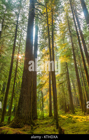 Alte Olivenhaine Naturlehrpfad obwohl alten Wachstum Wald in den Sol Duc Abschnitt der Olympic National Park, Washington, United States Stockfoto