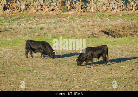 Spanische Kampfstier im Feld, Tarifa, Andalusien, Spanien. Stockfoto