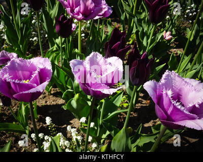 Lila Tulpen, White Tulip Blumen im Garten - Stockfoto