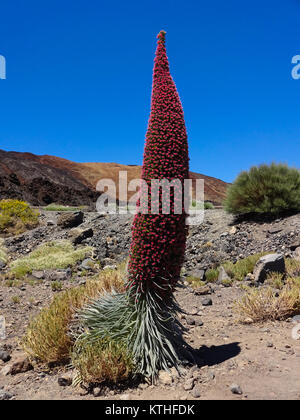 Der Rote Turm von Juwelen Blume (Echium wildpretii), Blume von Teneriffa in den spanischen Kanarischen Inseln. Stockfoto