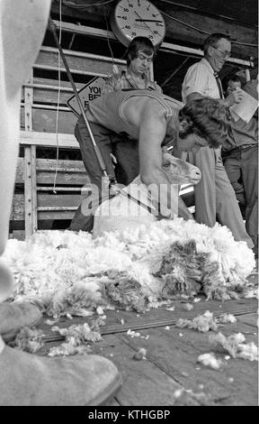 TOOWOOMBA, AUSTRALIEN, circa 1982: unbekannter Mann Scheren der Schafe während eines Rennens an einer landwirtschaftlichen zeigen, ca. 1982, in der Nähe von Toowoomba, Australien Stockfoto