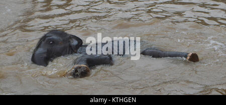 Baby Asian Elephant spielt im Wasser - Fluss Chiang Mai, Thailand Stockfoto