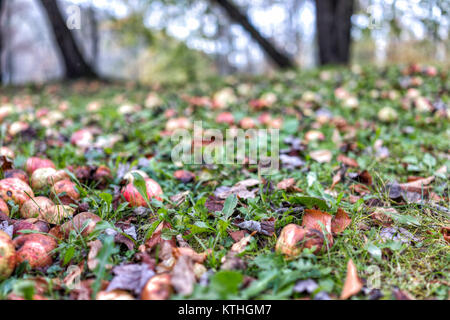 Viele wilde frische Äpfel auf Gras Boden gefallen auf Apple picking Farm closeup gequetscht Stockfoto