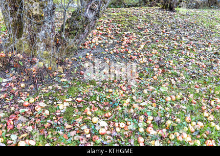 Viele wilde frische Äpfel auf Gras Boden gefallen auf Apple picking Bauernhof mit Baum geknickt Stockfoto