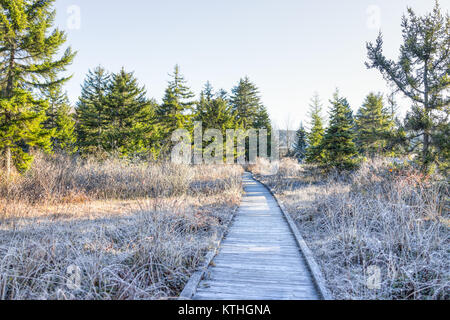 Frost weiße Winterlandschaft mit Büschen, Promenade und Morgensonne in der Moosbeere Wildnis Lichtungen bog, West Virginia und Eis bedeckt Pflanzen Stockfoto