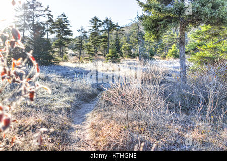 Frost Winter Landschaft mit Pinien und Morgensonne trail Pfad und Eis bedeckt Pflanzen Stockfoto
