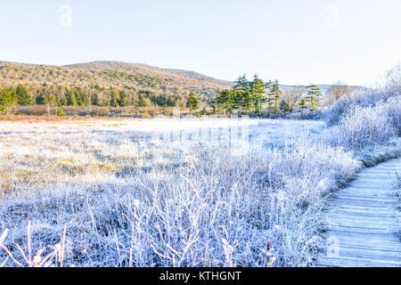 Frost weiße Winterlandschaft mit Büschen, Promenade und Morgensonne in der Moosbeere Wildnis Lichtungen bog, West Virginia und Eis bedeckt Pflanzen Stockfoto