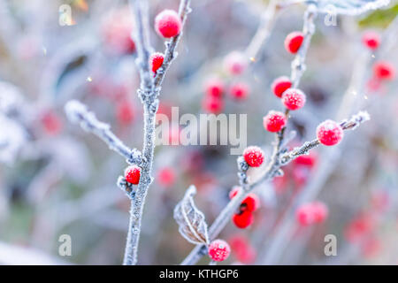 Makro Nahaufnahme von roten Beeren im Winter mit Laub im Herbst zeigen Details, Texturen und Muster mit Frost Schnee Sonnenaufgang Sonnenaufgang bokeh Hintergrund in Wir Stockfoto