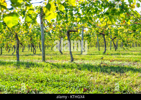 Grüner Weinberg Zeilen im Herbst, Sommer, Herbst in Virginia Landschaft mit Nahaufnahme des unter Weinreben Stockfoto