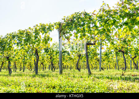 Grüner Weinberg Zeilen im Herbst, Sommer, Herbst in Virginia Landschaft mit Nahaufnahme des unter Weinreben Stockfoto