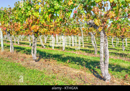 Grüner Weinberg Zeilen im Herbst, Sommer, Herbst in Virginia Landschaft mit Nahaufnahme des unter Weinreben Stockfoto