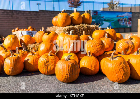 Charlottesville, USA - 20. Oktober 2017: Haufen von vielen großen orange Kürbisse mit Heu auf Whole Foods Market Parkplatz im Herbst oder Herbst Jahreszeit Stockfoto