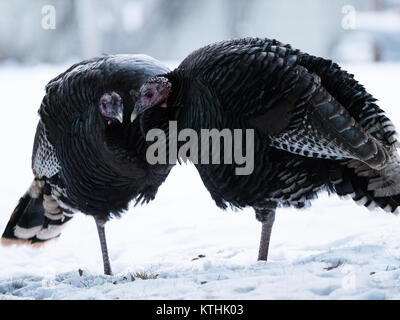 In der Nähe von ein paar Truthähne mit ihren Köpfen zusammen jede Stehen auf einem Bein im Schnee. Geringe Tiefenschärfe. Stockfoto