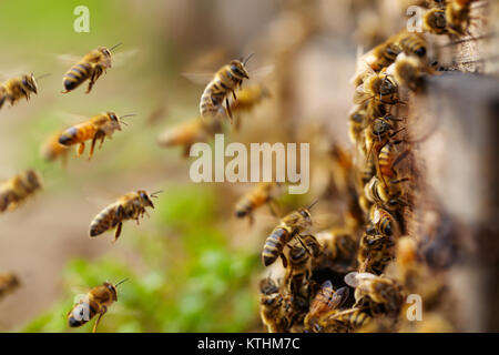 In der Nähe von Bienen fliegen in der Nähe des Bienenstocks Stockfoto