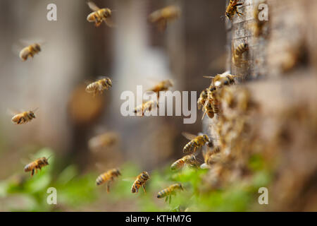 In der Nähe von Bienen fliegen in der Nähe des Bienenstocks Stockfoto
