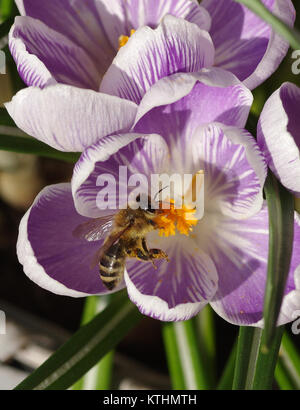 Honeybee, blühende Krokusse Stockfoto