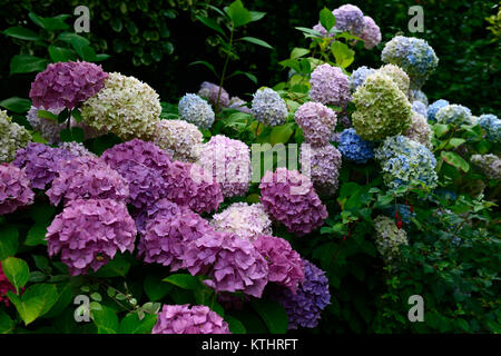 Hydrangea macrophylla, moppköpfe aus Hortensien, Blütenstand, corymb, blau, Blume, Blumen, Blüte, RM Floral Stockfoto