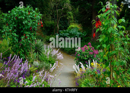 Salvia dombeyi, Francoa sonchifolia, doppelt, Grenze, Grenzen, krautige, mehrjährige, National Botanic Gardens, Kilmacurragh, Wicklow, Mix, Gemischt, Pflanzung, Regelung Stockfoto