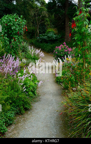 Salvia dombeyi, Francoa sonchifolia, doppelt, Grenze, Grenzen, krautige, mehrjährige, National Botanic Gardens, Kilmacurragh, Wicklow, Mix, Gemischt, Pflanzung, Regelung Stockfoto