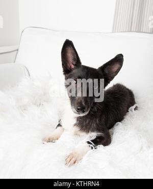 Schwarz Corgi Mix Hund Entspannt auf weißen Sofa Stockfoto