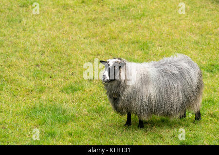 Schafe auf norwegische Ackerland Stockfoto