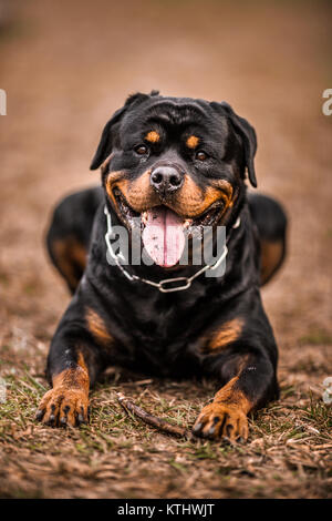 Adorable gewidmet Reinrassige Rottweiler Festlegung auf das Gras, Nahaufnahme Stockfoto