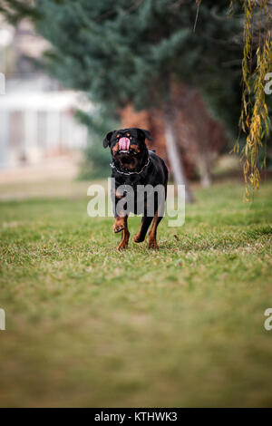 Lustige Adorable gewidmet Reinrassige Rottweiler ausführen Stockfoto