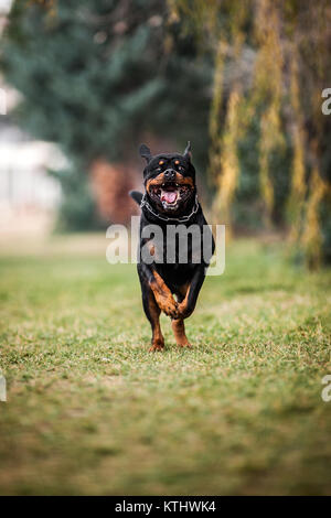 Attact, Adorable gewidmet Reinrassige Rottweiler ausführen Stockfoto