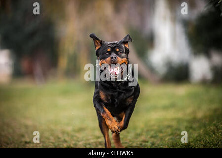 Adorable gewidmet Reinrassige Rottweiler ausführen, in der Nähe Stockfoto