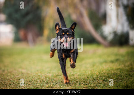 Adorable gewidmet Reinrassige Rottweiler ausführen Stockfoto