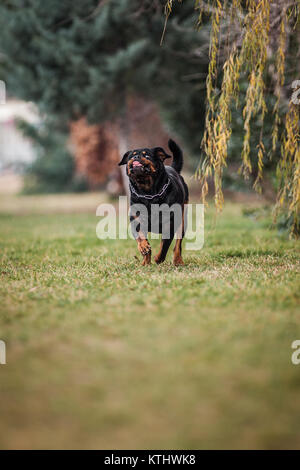 Lustige Adorable gewidmet Reinrassige Rottweiler läuft Stockfoto