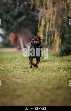 Adorable gewidmet Reinrassige Rottweiler ausführen Stockfoto