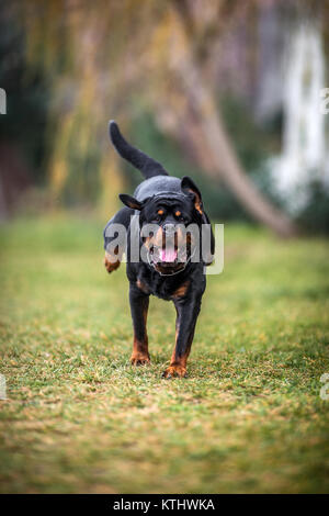 Adorable gewidmet Reinrassige Rottweiler schnell einsatzbereit Stockfoto