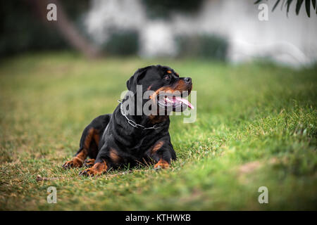 Adorable gewidmet Reinrassige Rottweiler Festlegung auf das Gras, Nahaufnahme Stockfoto