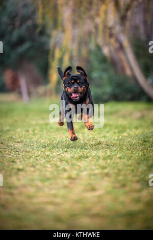 Adorable gewidmet Reinrassige Rottweiler, Aktion cought in der Luft Stockfoto