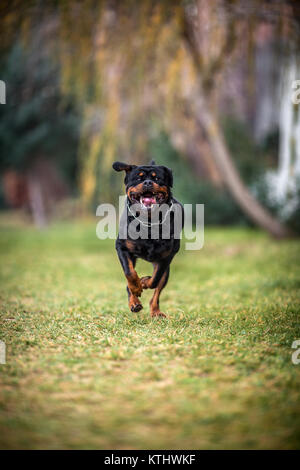 Adorable gewidmet Reinrassige Rottweiler schnell einsatzbereit Stockfoto