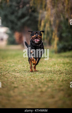 Adorable gewidmet Reinrassige Rottweiler ausführen Stockfoto