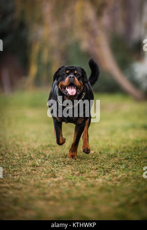 Cute Adorable gewidmet Reinrassige Rottweiler ausführen Stockfoto