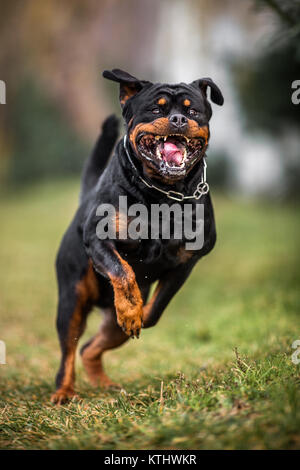 Adorable gewidmet Reinrassige Rottweiler läuft schnell, was den Eindruck von Attacting Stockfoto