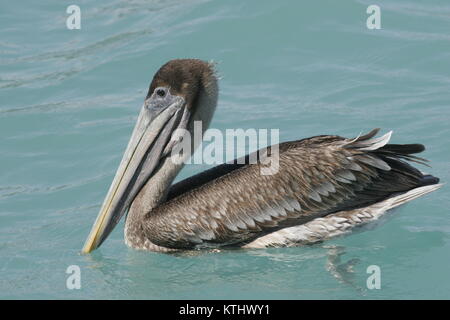 Brown Pelican schwimmen Stockfoto