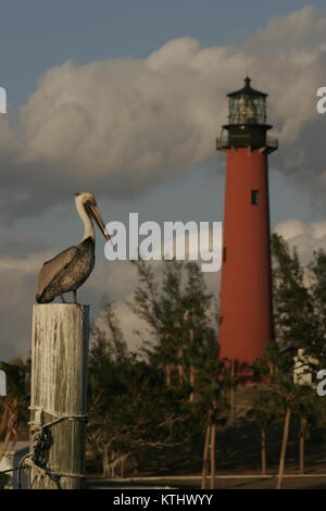 Braune Pelikan am Pier vor dem Jupiter, Florida Lighthouse ansammeln. Stockfoto