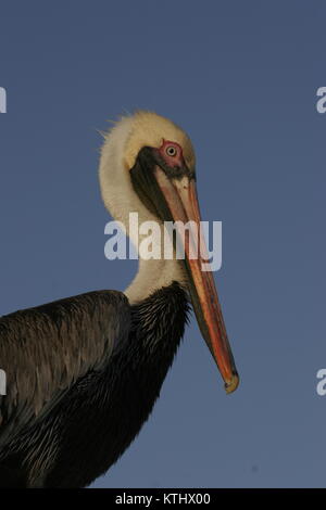 Brown pelican Portrait Stockfoto