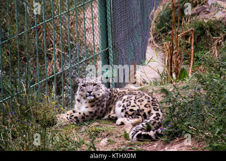 Eine kleine Population von Schneeleoparden (Panthera Uncia) lebt in Gefangenschaft im NABU Rehabilitationszentrum im Dorf Ananyevo, Kirgisistan. Stockfoto