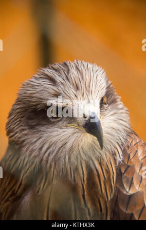 Verletzte Vögel werden in der Obhut des NABU Rehabilitationszentrums im Dorf Ananyevo, Kirgisistan, gehalten. Stockfoto